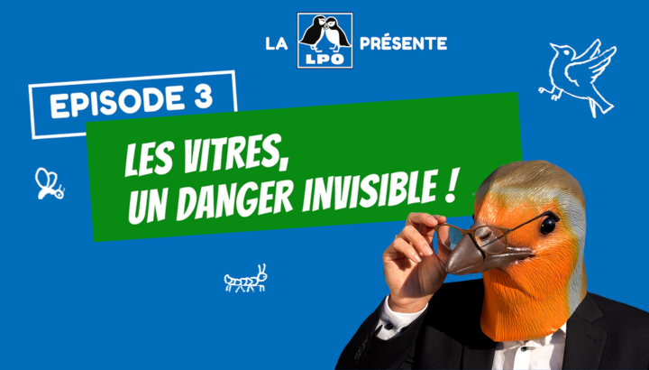 Les vitres, un danger invisible